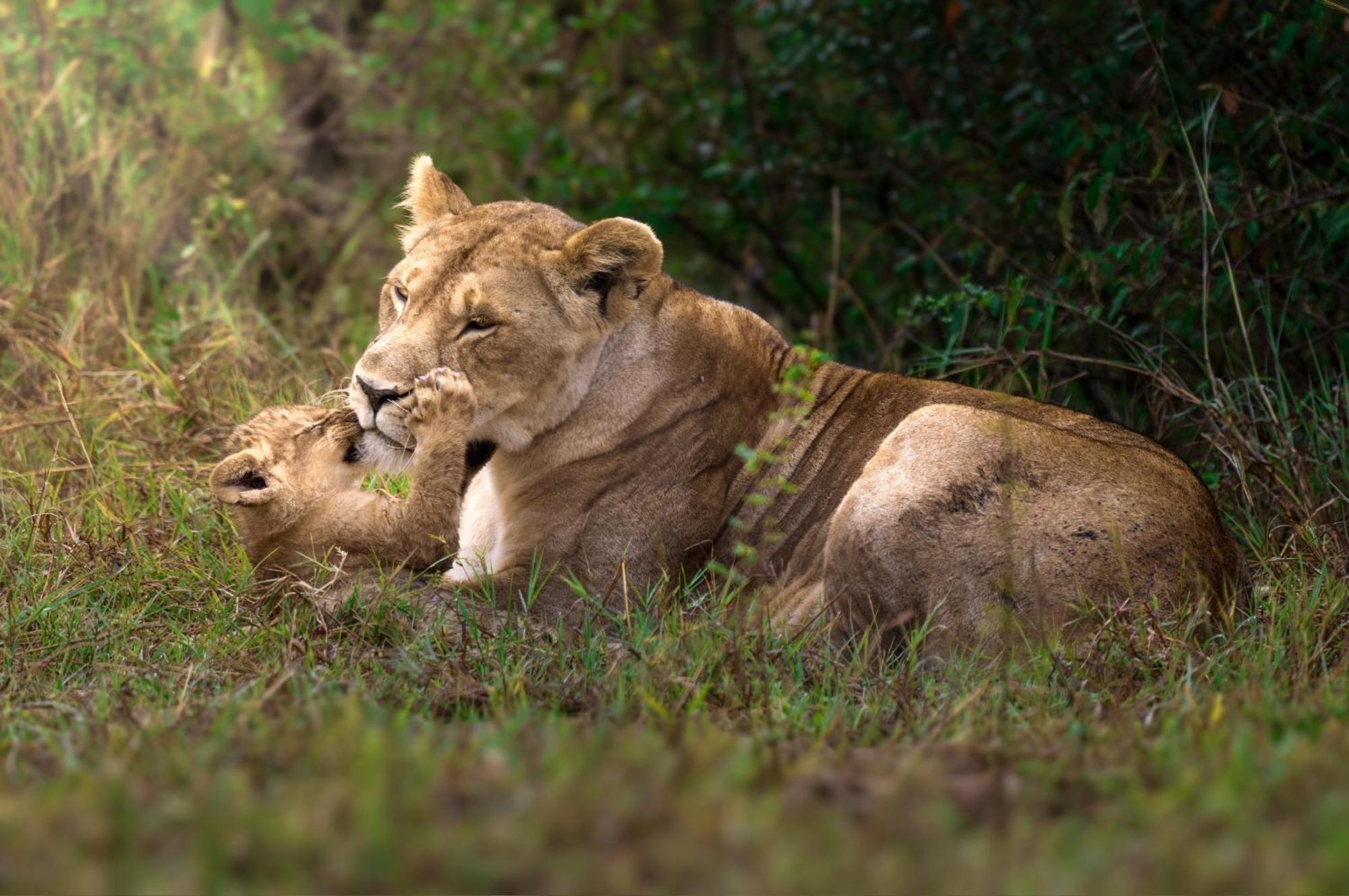 Olkinyei Mara Tented Camp Talek Exterior foto